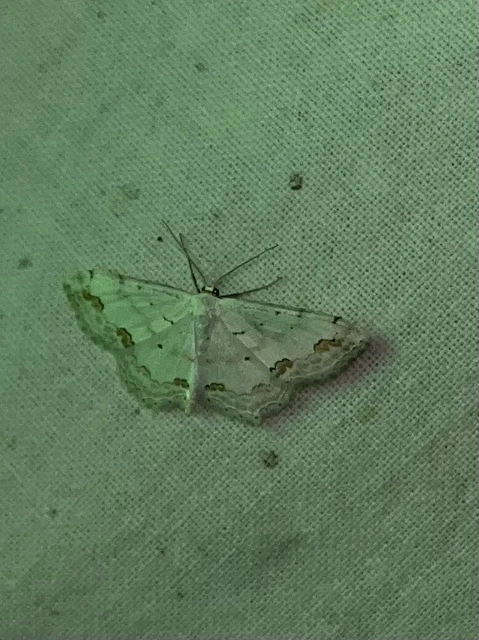 Scopula ornata - díszes fehéraraszoló
