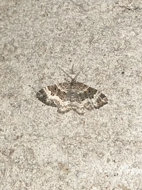 Epirrhoe alternata - galaj-tarkaaraszoló