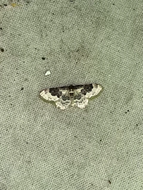 Idaea rusticata - tarka apróaraszoló