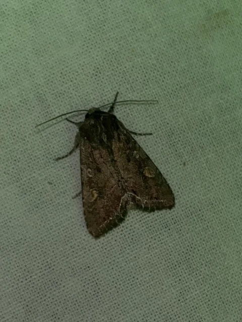 Lacanobia oleracea - saláta-kertibagoly