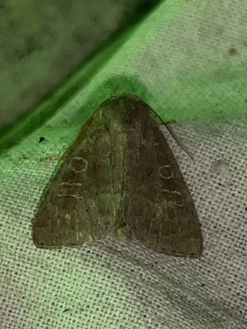 Parastichtis suspecta - sötét erdeibagoly