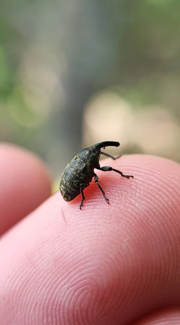 Larinus iaceae - sávosnyakú púderbarkó