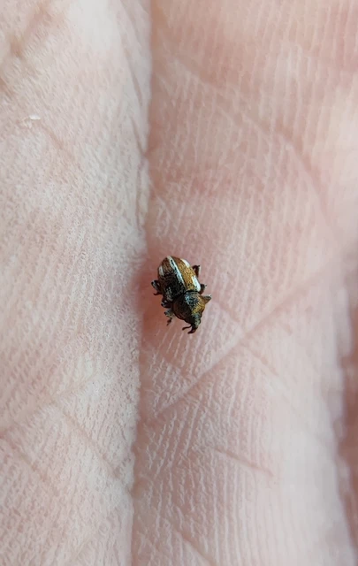 Tychius quinquepunctatus - borsó-tímárormányos