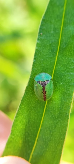 Cassida pannonica - pannon pajzsbogár
