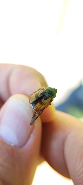 Anisoplia tempestiva - gabonaszipoly