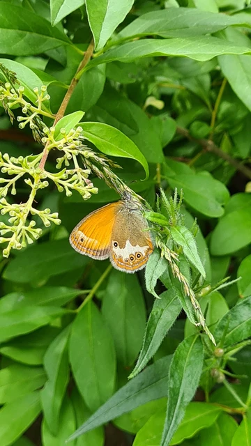 Coenonympha arcania - fehéröves szénalepke