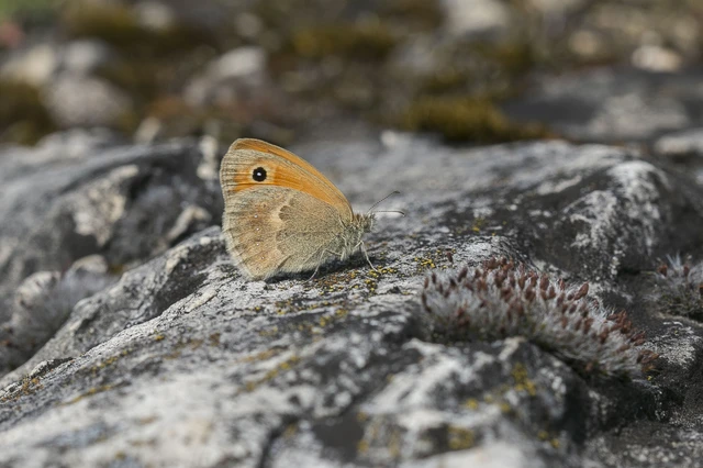 Coenonympha pamphilus - kis szénalepke