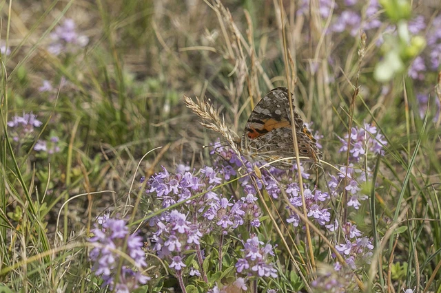 Vanessa cardui - bogáncslepke