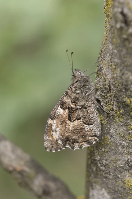 Hipparchia semele - barna szemeslepke