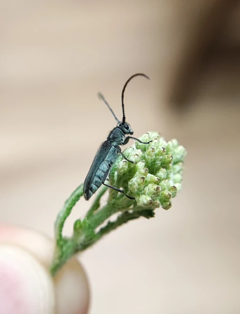 Phytoecia coerulescens - kígyósziszcincér