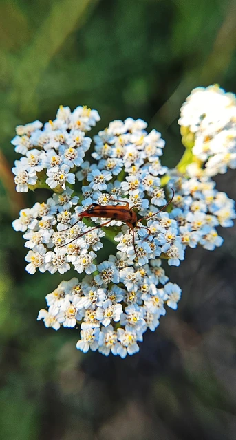 Stenurella septempunctata - hétpettyes karcsúcincér