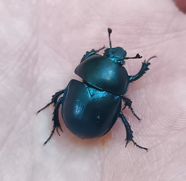 Trypocopris vernalis - tavaszi álganéjtúró