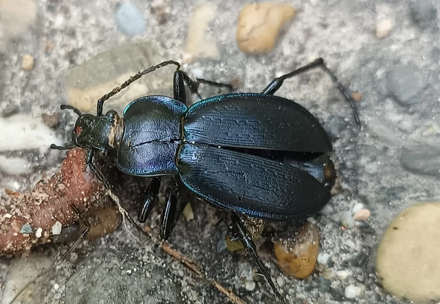 Carabus scheidleri - változó futrinka Carabus scheidleri - változó futrinka