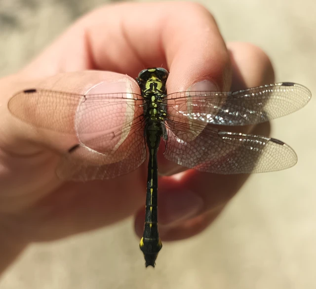 Gomphus vulgatissimus - feketelábú folyami-szitakötő Gomphus vulgatissimus - feketelábú folyami-szitakötő