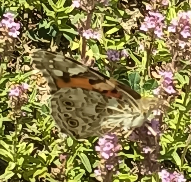 Vanessa cardui - bogáncslepke