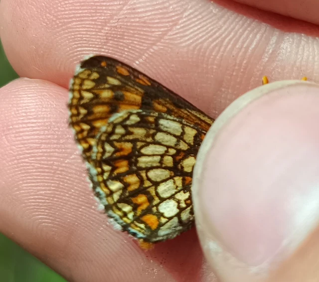 Melitaea aurelia - recés tarkalepke