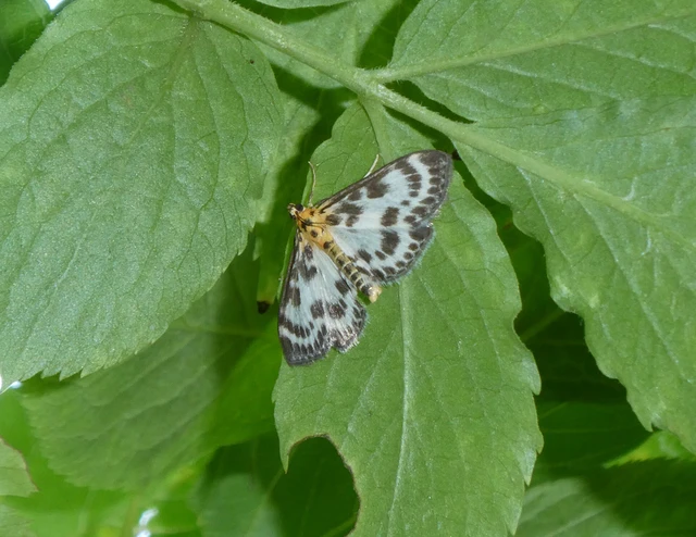 Anania hortulata - tarka csalánmoly