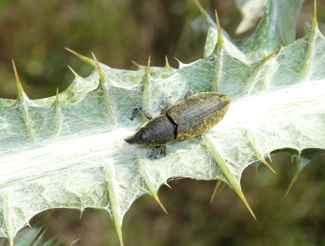 Lixus cardui - bogáncsfúró dudvabarkó