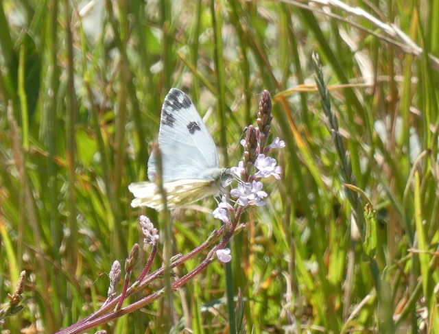Pontia edusa - rezedalepke