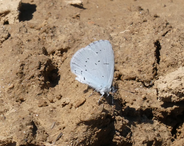 Celastrina argiolus - bengeboglárka