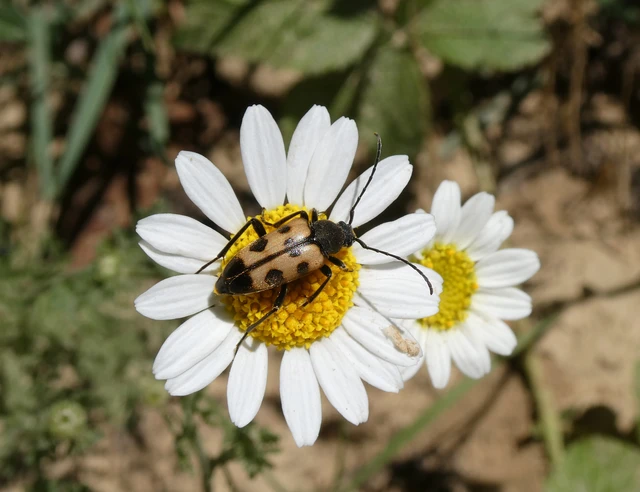 Pachytodes erraticus - rajzos virágcincér
