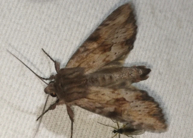 Apamea sublustris - sárgás dudvabagoly