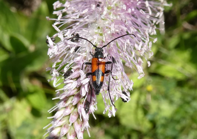 Stenurella bifasciata - kétöves karcsúcincér