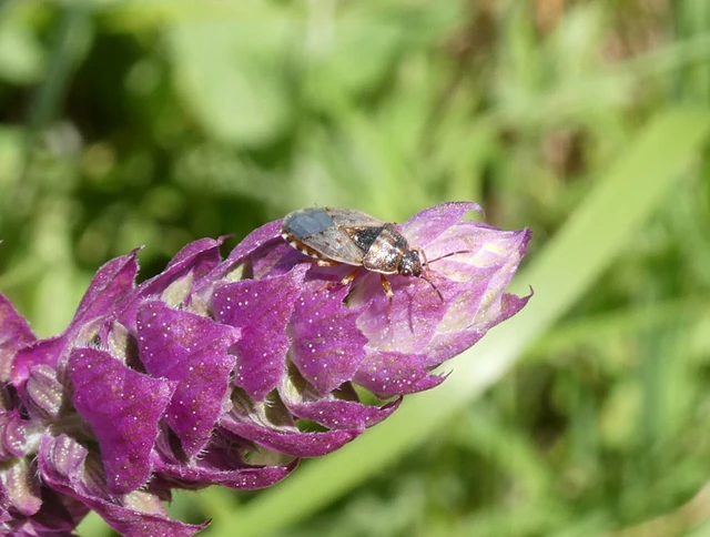 Platyplax salviae - zsályabodobács