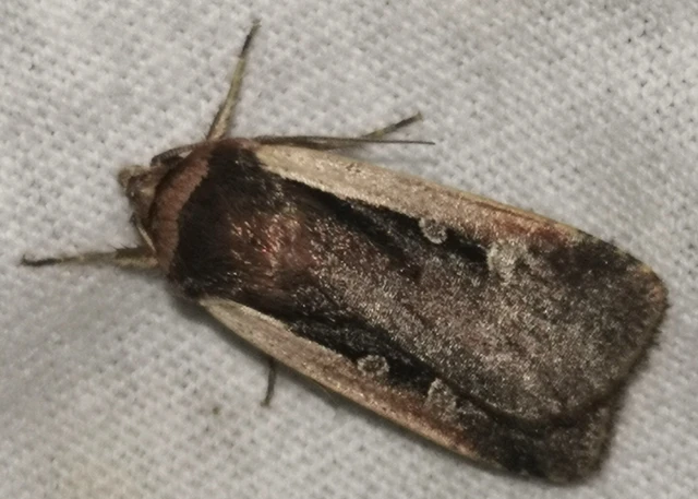 Ochropleura plecta - fehérszegélyű fűbagoly