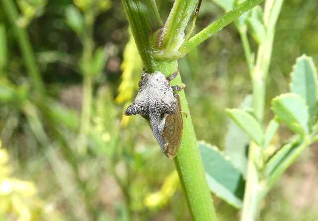 Centrotus cornutus - szarvaskabóca