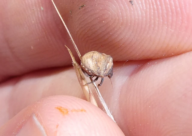 Vilpianus galii Vilpianus galii