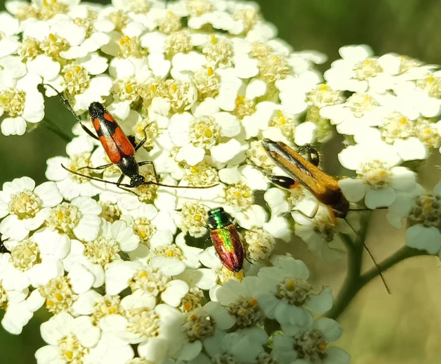 Oedemera podagrariae - székfű-álcincér