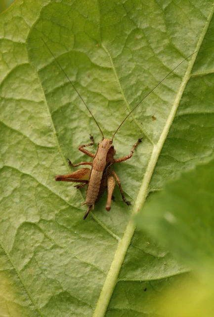 Pholidoptera griseoaptera - szürke avarszöcske Pholidoptera griseoaptera - szürke avarszöcske
