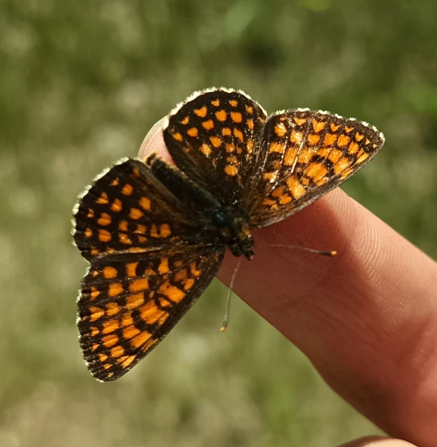 Melitaea athalia - közönséges tarkalepke