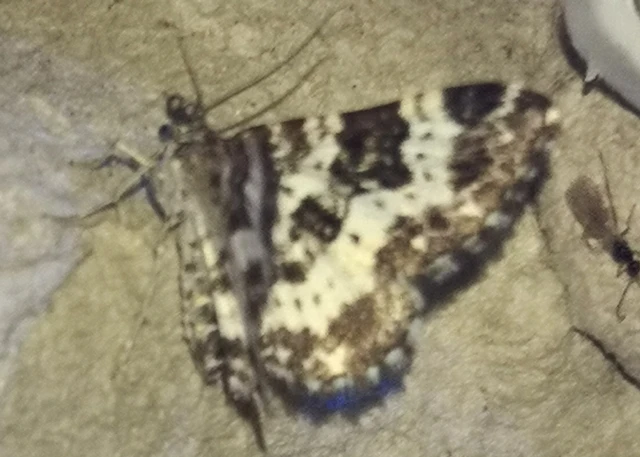 Epirrhoe tristata - gyászos tarkaaraszoló