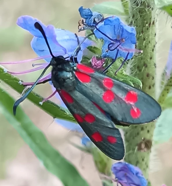 Zygaena filipendulae - acélszínű csüngőlepke