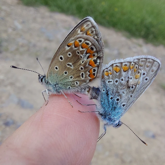 Polyommatus icarus - közönséges boglárka