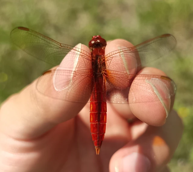 Crocothemis erythraea - skarlát szitakötő