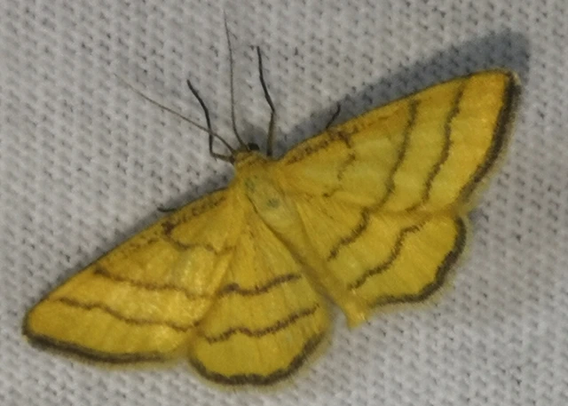 Idaea aureolaria - aranyos sávosaraszoló