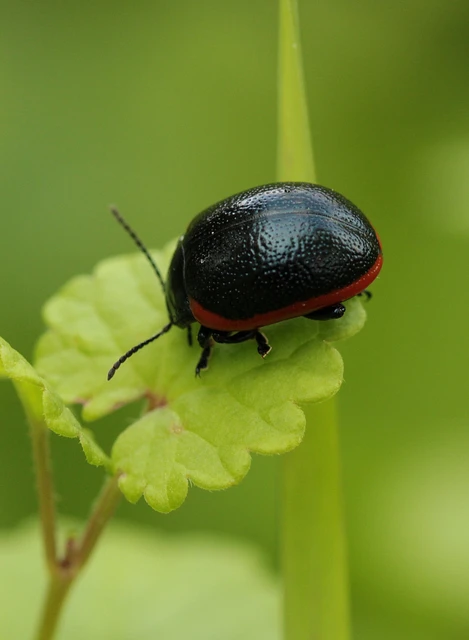 Chrysolina