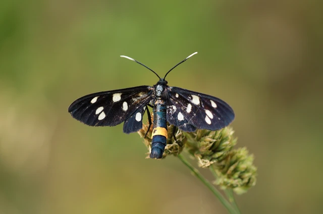 Amata phegea - fehérpettyes álcsüngőlepke