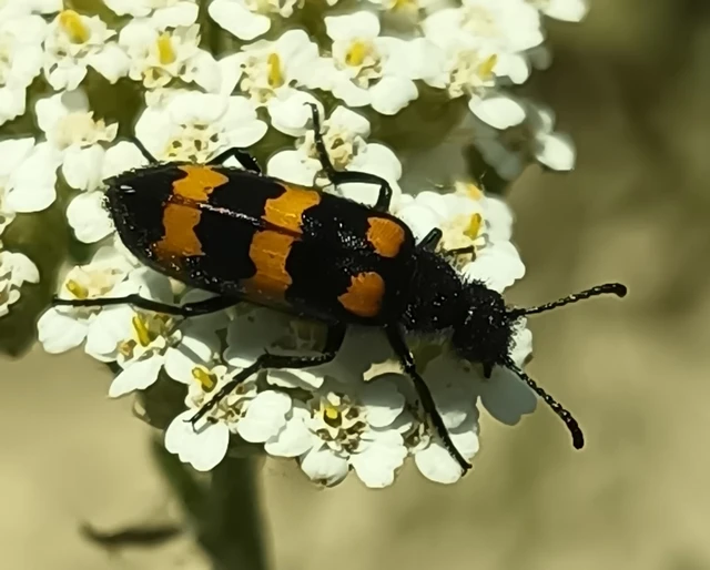 Mylabris variabilis - szalagos hólyaghúzó