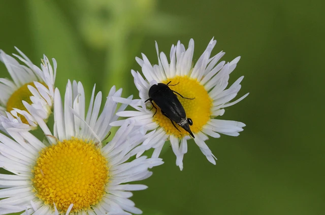 Mordellidae - marókafélék