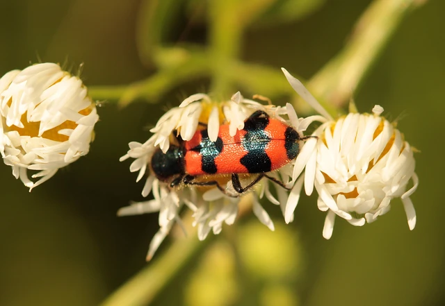 Trichodes apiarius - szalagos méhészbogár