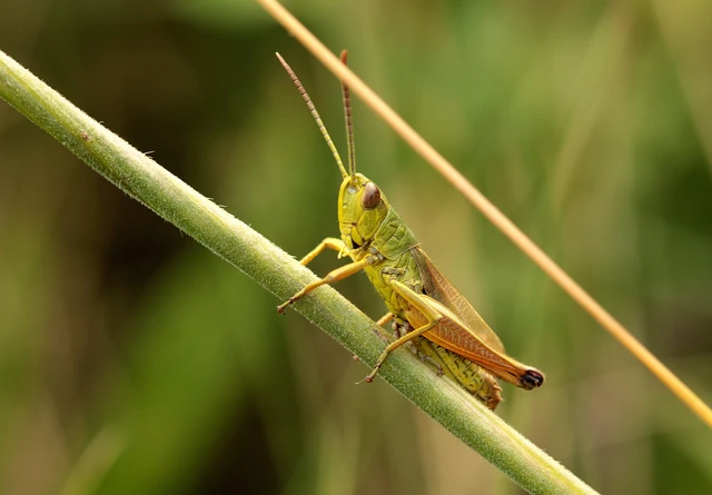 Pseudochorthippus parallelus - közönséges rétisáska