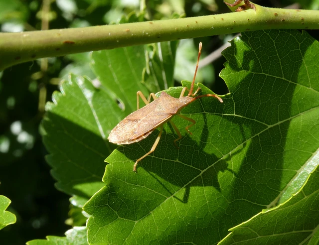 Gonocerus acuteangulatus - aranypetés karimáspoloska