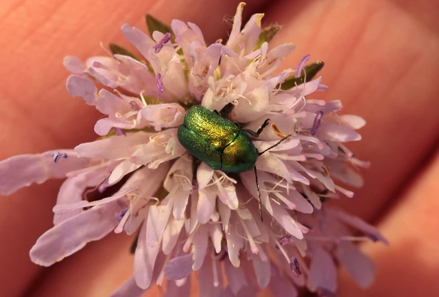 Cryptocephalus