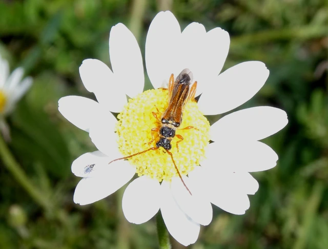 Stenopterus flavicornis - sárgacsápú keskenyfedőscincér
