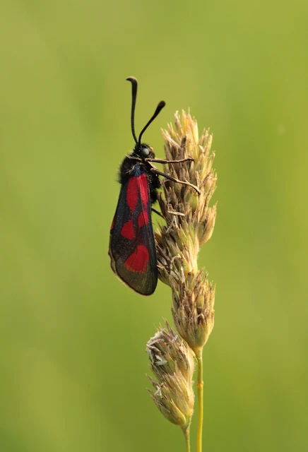 Zygaena loti - közönséges csüngőlepke