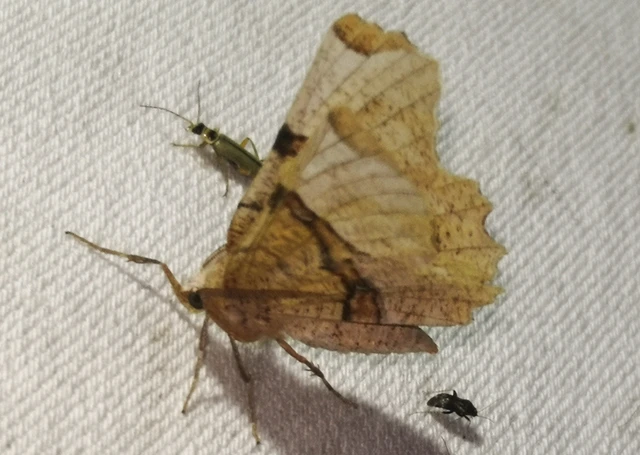 Selenia lunularia - egyfoltos holdasaraszoló